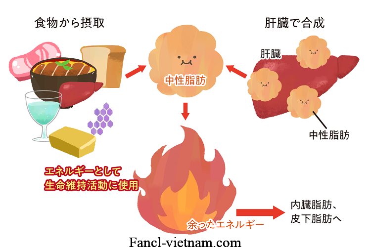 Chất béo trung tính, nguy cơ và cách kiểm soát